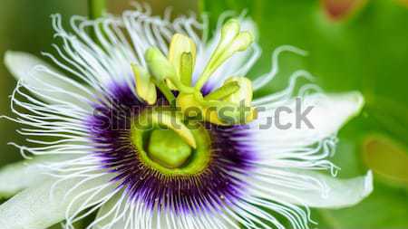 Exotic beautiful flower Stock photo © Yongkiet
