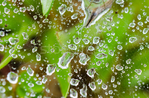 Dew drops on spider web in grass Stock photo © Yongkiet