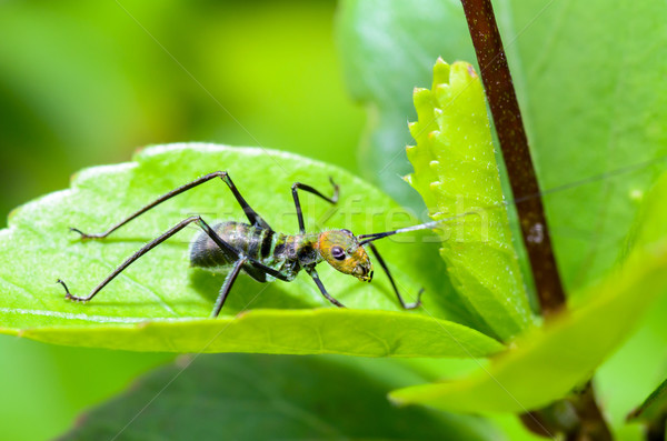 Ant-mimic Cricket Stock photo © Yongkiet
