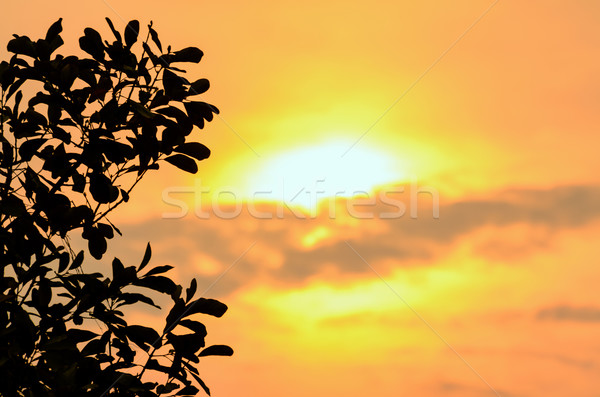 Silhouette Baum Sonnenuntergang schönen golden Himmel Stock foto © Yongkiet