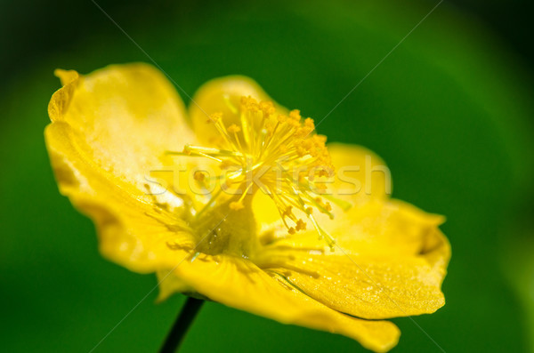 Small yellow pollen on flowers Stock photo © Yongkiet