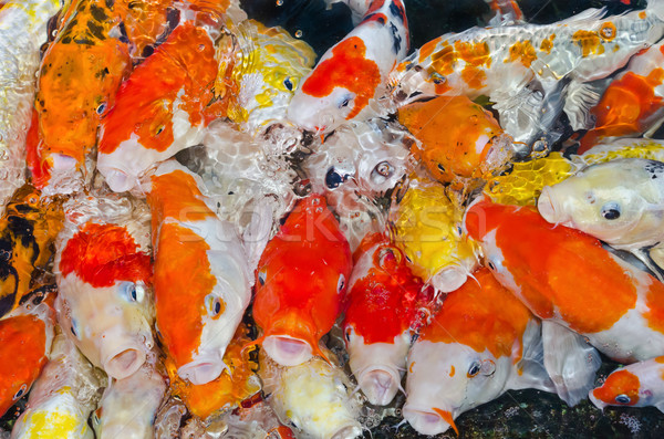 Colorful many Koi Carps fish Stock photo © Yongkiet