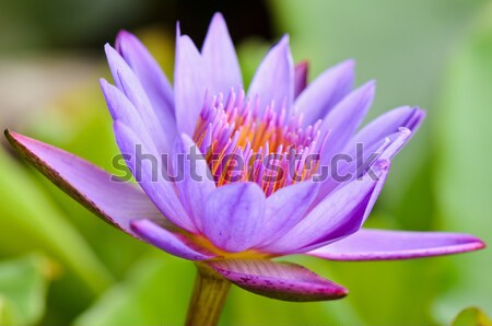 Lila Lotus schönen Blume Thailand Stock foto © Yongkiet