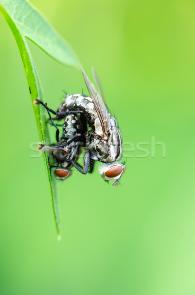 Flesh Fly mating Stock photo © Yongkiet