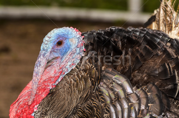 Male wild turkey Stock photo © Yongkiet