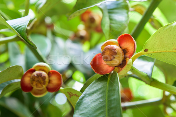 Soft frutta mangostano albero Foto d'archivio © Yongkiet