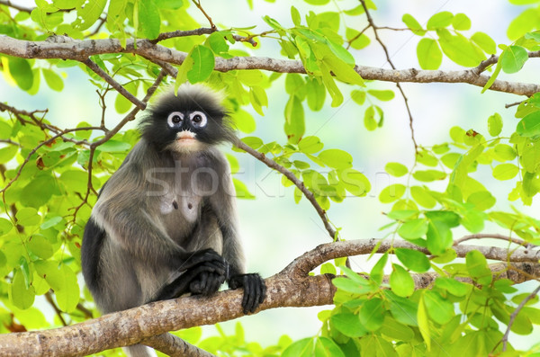 Dusky leaf monkey or Trachypithecus obscurus on tree Stock photo © Yongkiet