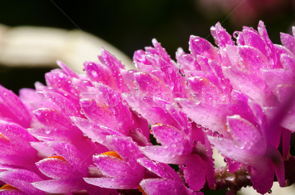 Pink Toothbrush Orchid flower Stock photo © Yongkiet