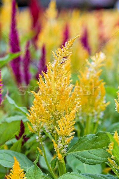 Celosia Argentea flower Stock photo © Yongkiet