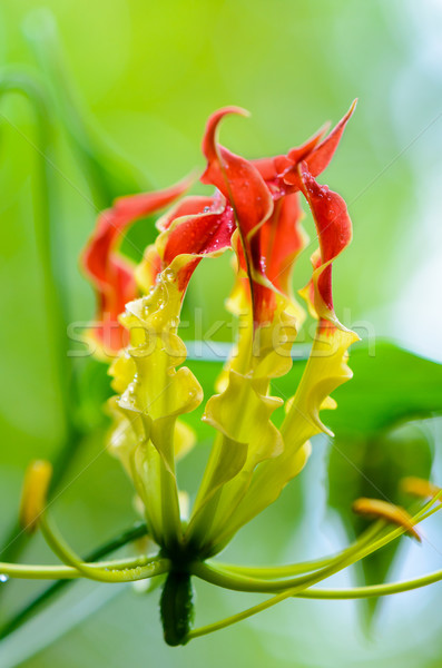 Gloriosa Superba or Climbing Lily flower Stock photo © Yongkiet