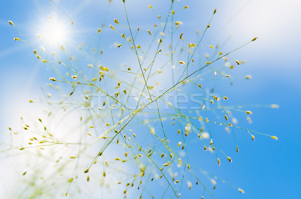 Blume Gras Regen schönen blauer Himmel Sonne Stock foto © Yongkiet