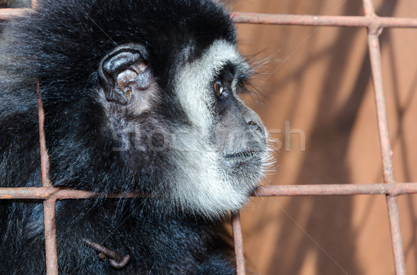 Face and eyes downcast of gibbon in a cage Stock photo © Yongkiet