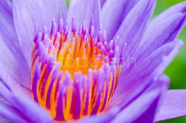 Macro pollen of purple lotus ( Nymphaea Nouchali ) Stock photo © Yongkiet