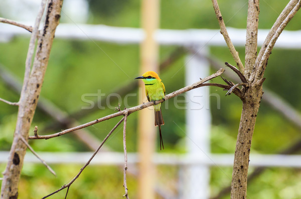 Little Green Bee Eater bird Stock photo © Yongkiet