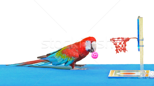 Macaw playing basketball ball toy isolated on white Stock photo © Yongkiet