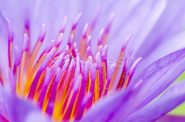 Makro pyłek fioletowy Lotos piękna kwiat Zdjęcia stock © Yongkiet