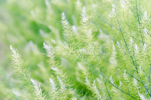 Mały zielone liście naturalnych szparagów ogród dziedzinie Zdjęcia stock © Yongkiet