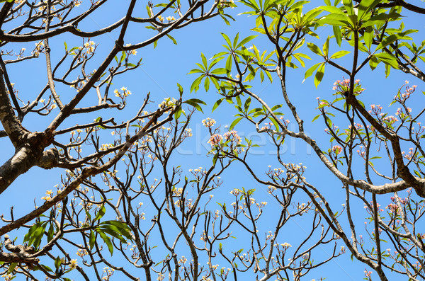 Frangipani ( Plumeria ) trees are blossom Stock photo © Yongkiet