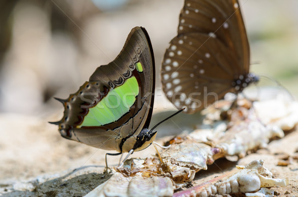 Common Nawab butterfly (Polyura athamas) Stock photo © Yongkiet