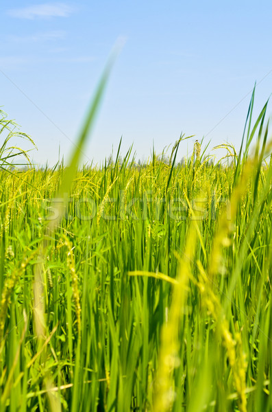 Landscape green rice fields Stock photo © Yongkiet