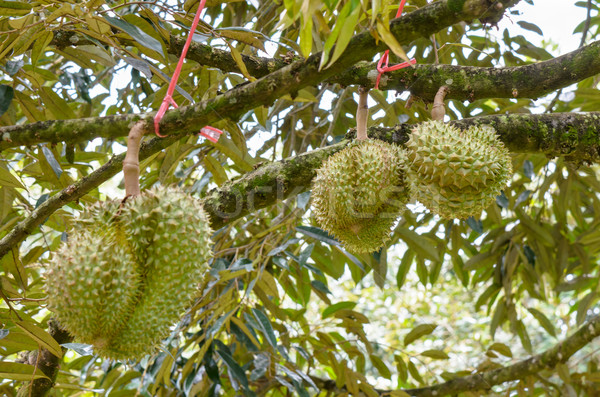 Durian on tree King of fruits in Thailand Stock photo © Yongkiet