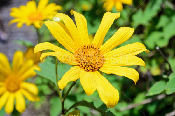 мексиканских подсолнечника сорняков цветы ярко желтый Сток-фото © Yongkiet