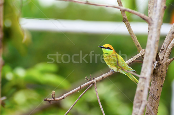 Little Green Bee Eater bird Stock photo © Yongkiet