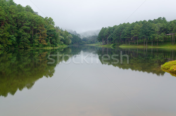 Natură peisaj zori pin parc Imagine de stoc © Yongkiet