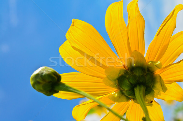 Close up Mexican Sunflower Weed, Flowers are bright yellow Stock photo © Yongkiet