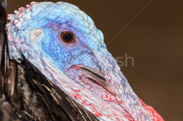 Closeup head of male wild turkey Stock photo © Yongkiet