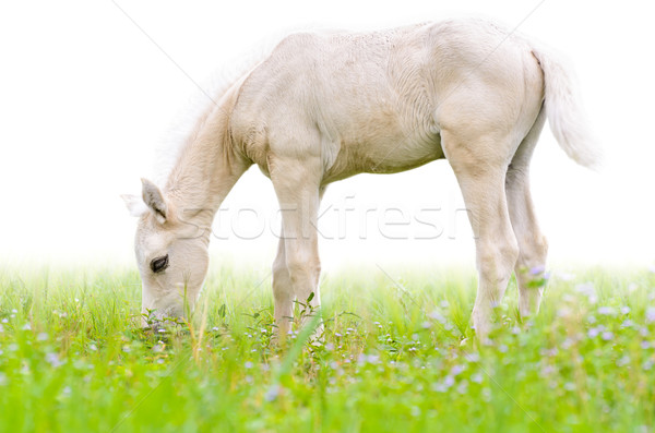 Foto stock: Cavalo · potro · grama · isolado · cavalo · branco