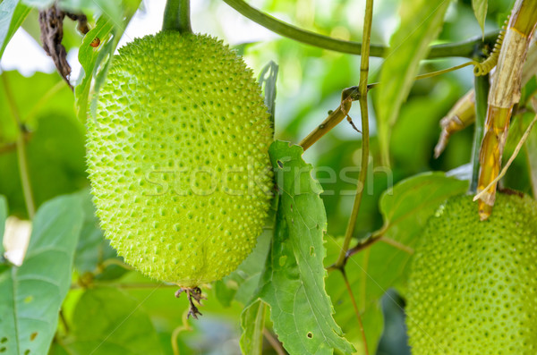 Green Gac fruit Stock photo © Yongkiet