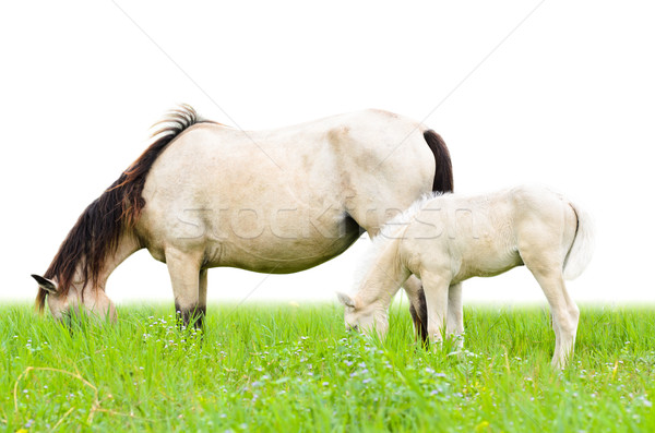 White horse кобыла жеребенок трава лошади пастбище Сток-фото © Yongkiet