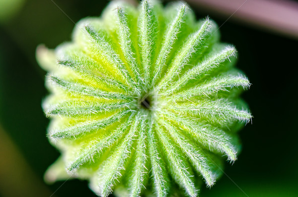 Fruit and seeds of Abutilon indicum Stock photo © Yongkiet