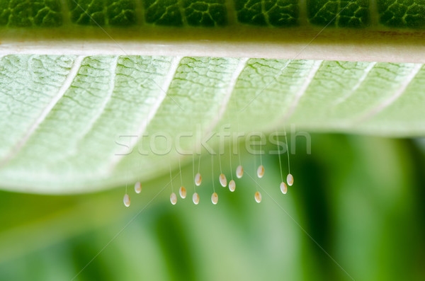 Eggs of green lacewing Stock photo © Yongkiet