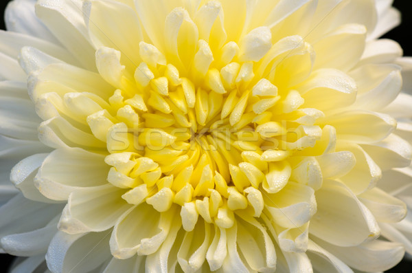 Close up middle of light yellow Chrysanthemum Morifolium flowers Stock photo © Yongkiet