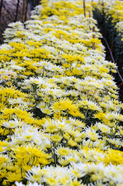 Crisantemo flores jardín montana naturaleza hoja Foto stock © Yongkiet