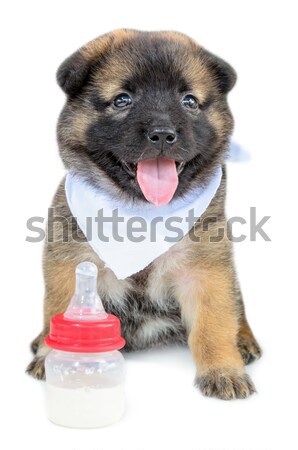 Cute baby of the dogs Stock photo © Yongkiet