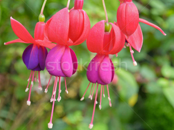 Lady's Eardrops ( Fuchsia ) flowers Stock photo © Yongkiet