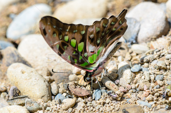 Close up Tailed Jay butterfly with have green spots on wings Stock photo © Yongkiet