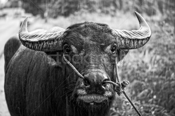 Bianco nero foto asian acqua pioggia Foto d'archivio © Yongkiet