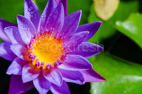 Beautiful purple Lotus flower Stock photo © Yongkiet