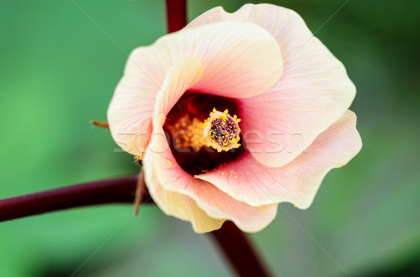 Foto d'archivio: Giamaica · hibiscus · fiore · primo · piano · fiore · rosa · fiore