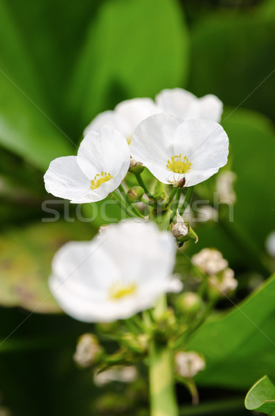 White flower of Creeping Burhead Stock photo © Yongkiet