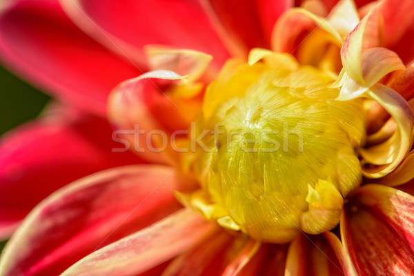 Midden dahlia bloem mooie groep Stockfoto © Yongkiet