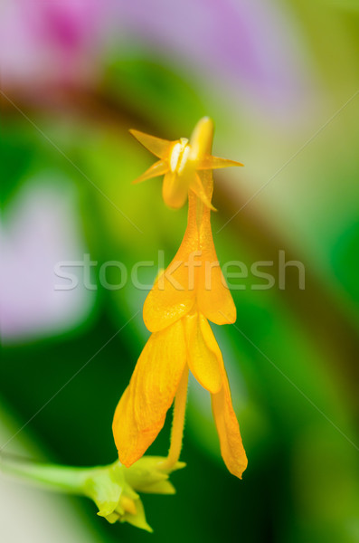 Flower of Globba winitii or Mauve Dancing Girl Stock photo © Yongkiet
