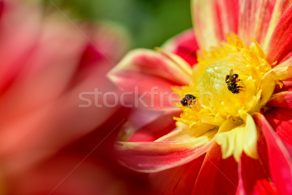 Abejas mirando néctar dos amarillo Foto stock © Yongkiet