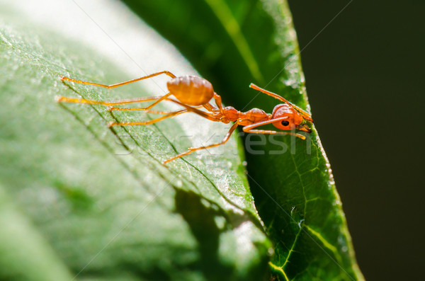 Hormigas verde edificio nido Tailandia Foto stock © Yongkiet