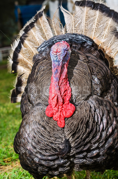 Male wild turkey Stock photo © Yongkiet