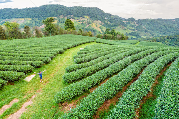 Tourist women on green tea plantation Stock photo © Yongkiet